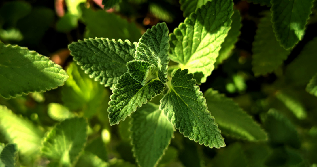 What Is Stevia? Benefits, Safety, and How to Use It